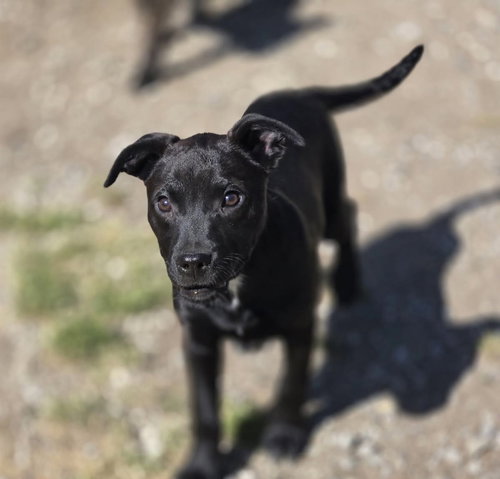 Elsa, an adoptable Unknown breed in Crandall, GA