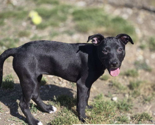 Belle, an adoptable Unknown breed in Crandall, GA