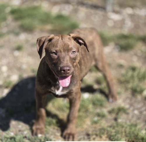 Buzz, an adoptable Unknown breed in Crandall, GA