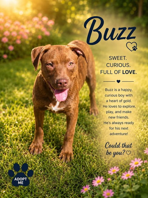 Buzz