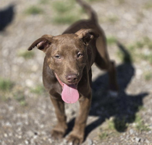 Simba, an adoptable Unknown breed in Crandall, GA