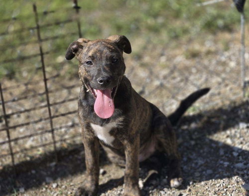 Maui, an adoptable Unknown breed in Crandall, GA