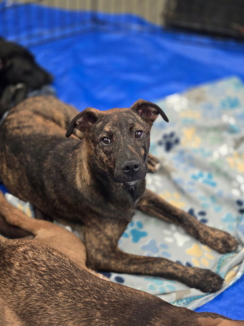 picture of the dog needing adoption
