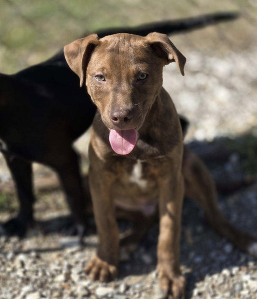 Aladdin, an adoptable Unknown breed in Crandall, GA