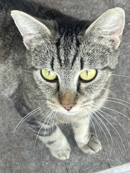 Leigh, an adoptable Tabby in Crandall, GA