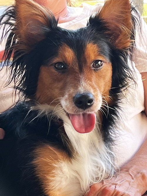 Ramsey, an adoptable Unknown breed in Crandall, GA