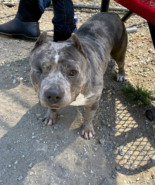 BABY GIRL, an adoptable Unknown breed in Crandall, GA