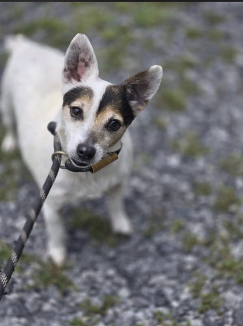 Disco, an adoptable Unknown breed in Crandall, GA