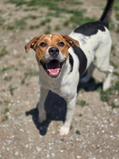 Roxie photo 2