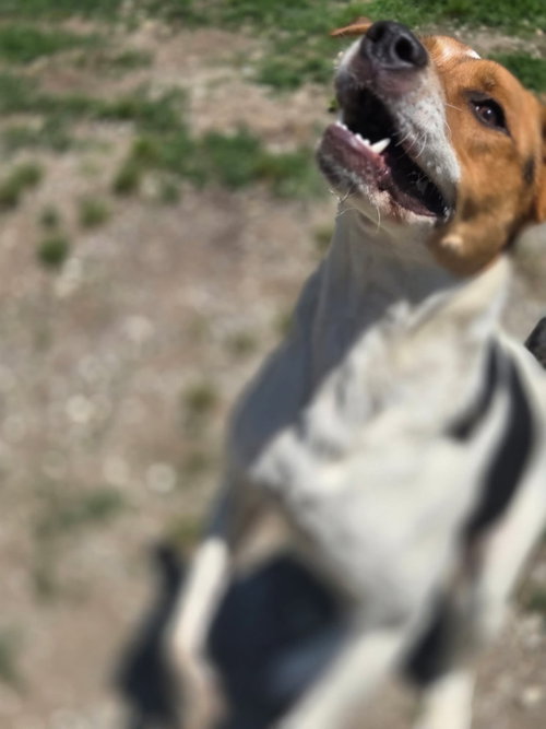 Roxie photo 3