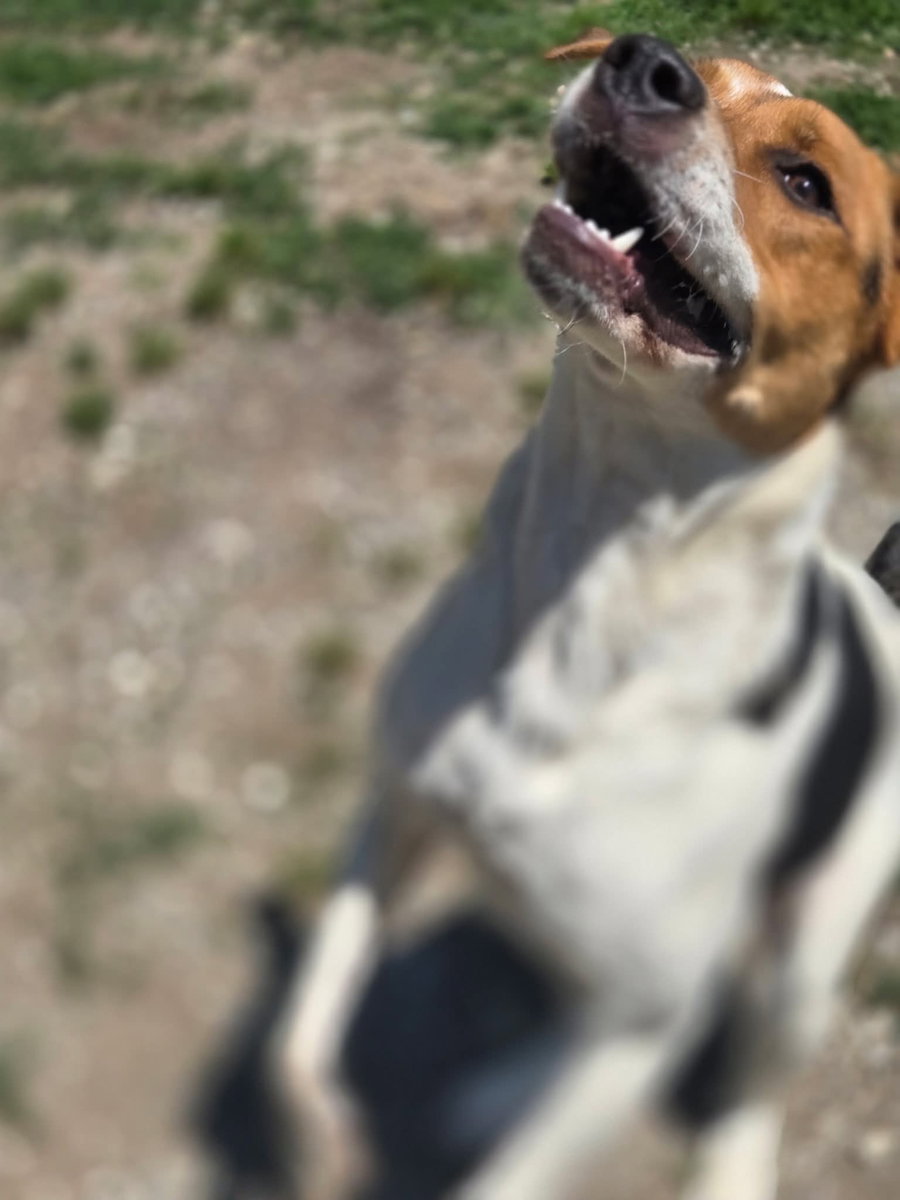 Roxie