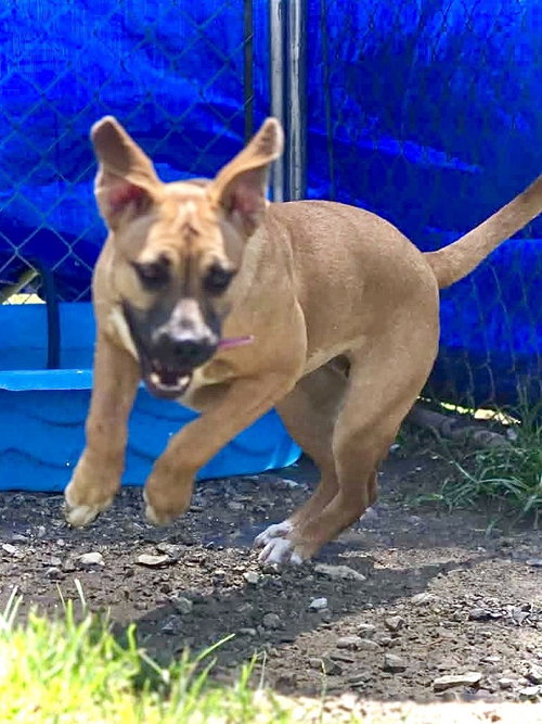 picture of the dog needing adoption