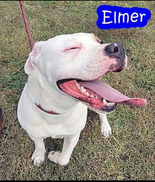 Elmer
