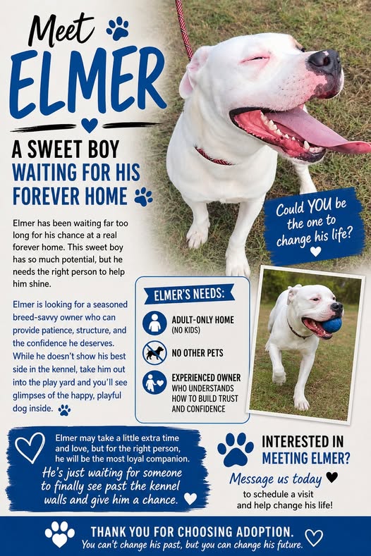 Elmer, American Bulldog