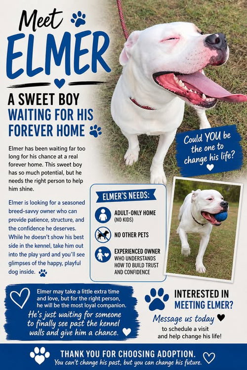 Elmer, a dog for adoption from Murray County Humane Society