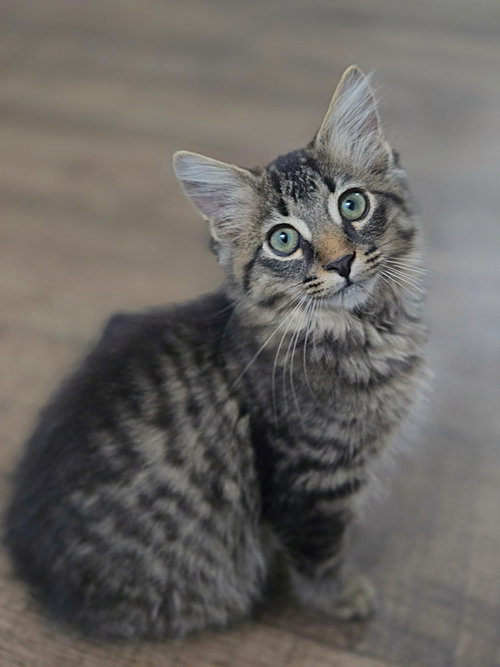 picture of the cat needing adoption