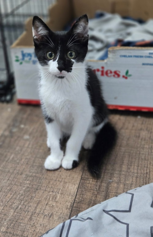 picture of the cat needing adoption