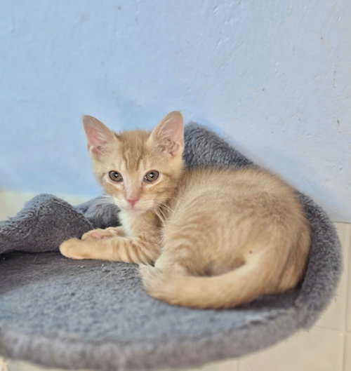 picture of the cat needing adoption