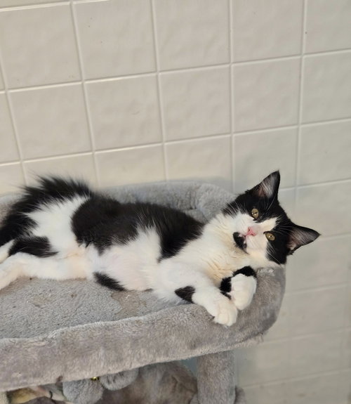 picture of the cat needing adoption
