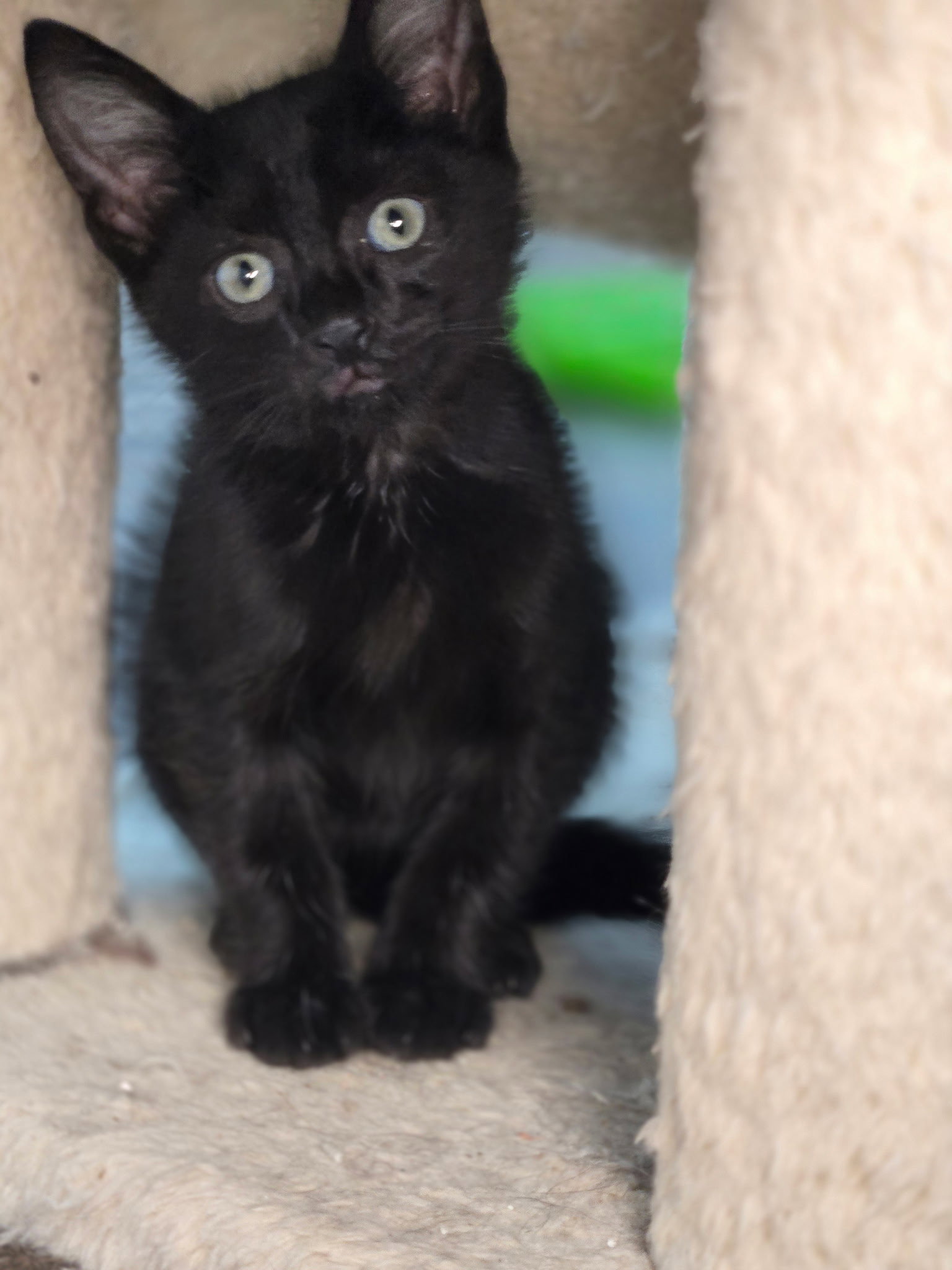 Evander, Domestic Short Hair