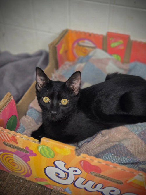 picture of the cat needing adoption