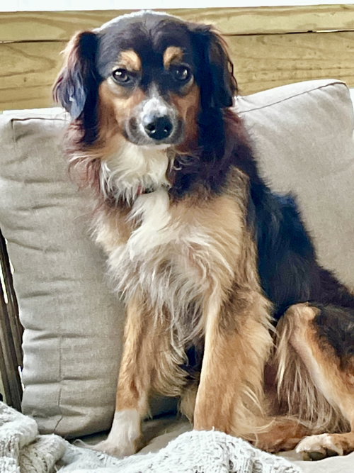 Photo 2 of Beau