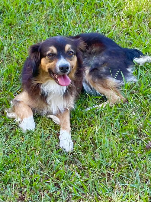 Beau, a dog for adoption from Murray County Humane Society