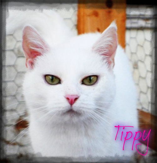 Tippy