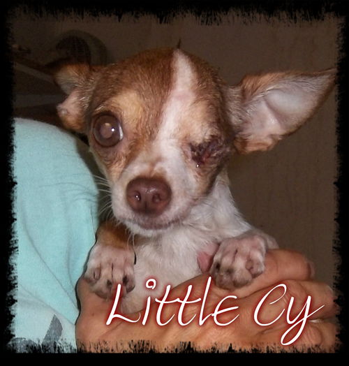 Little Cy