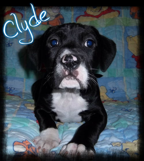 Clyde