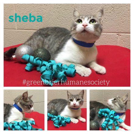 Sheba