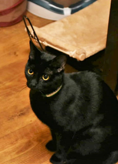 Freya