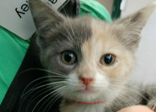 Addie