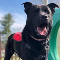 Hugo
