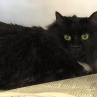 Elvira