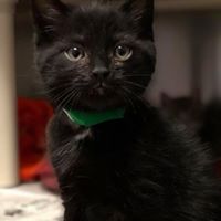 Panther