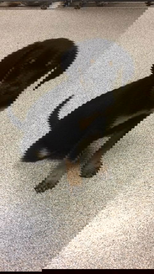 Ed