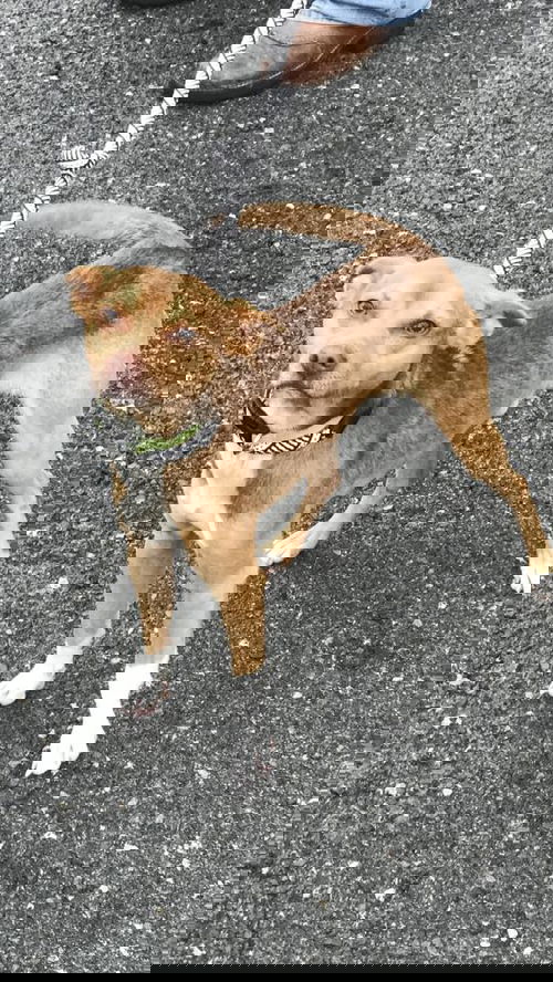 Rambo