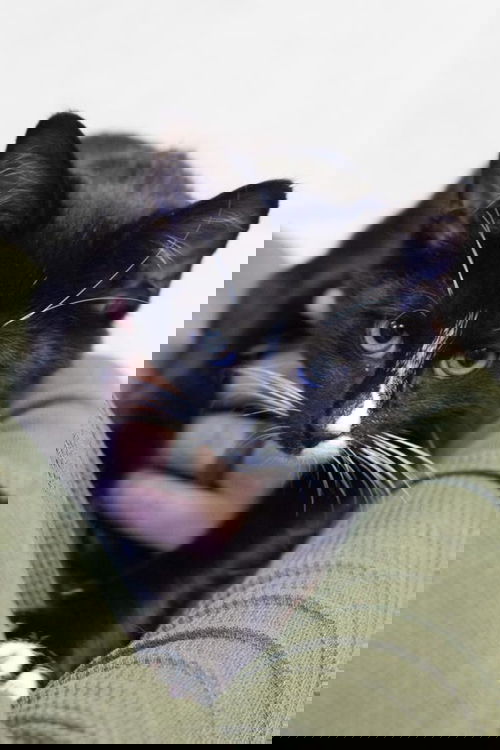 Edgar