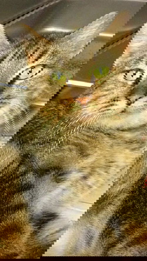 Venus