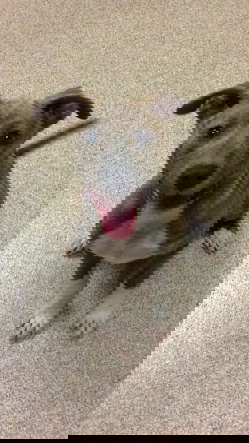 Darla