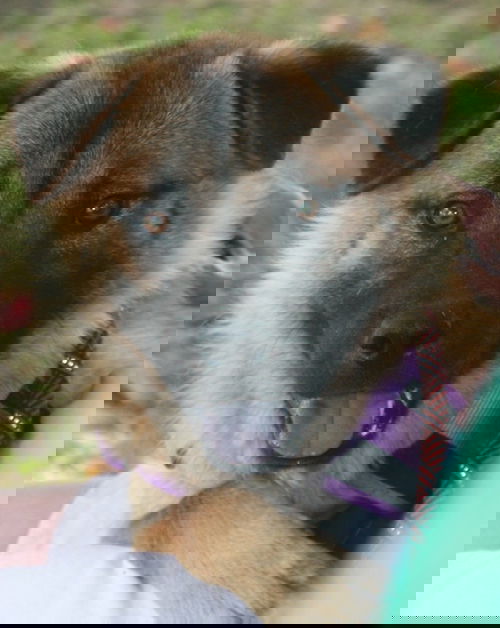 Rex