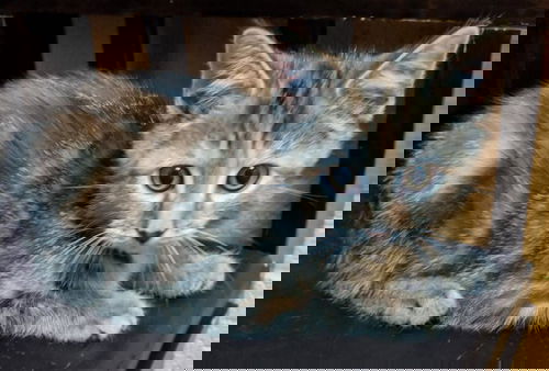Kibbles