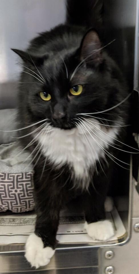 Figaro