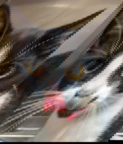Shakespurr