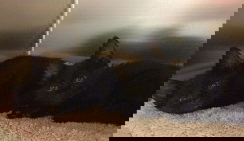 Edgar