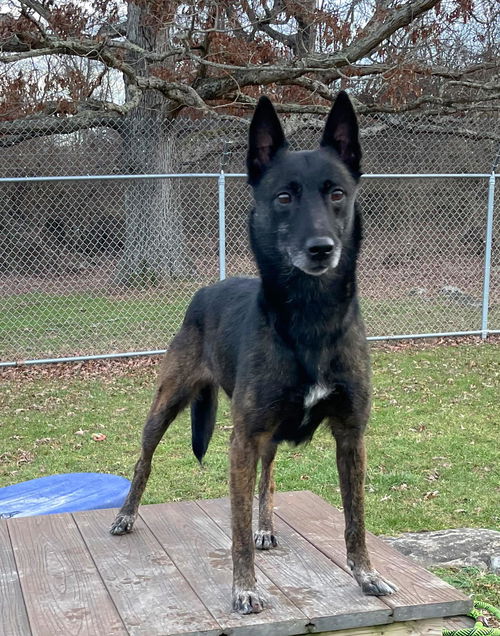 Kimber