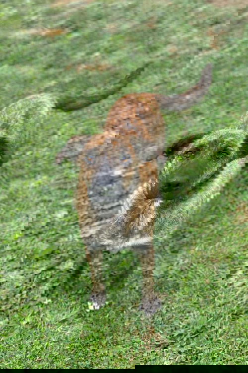 Wrinboa