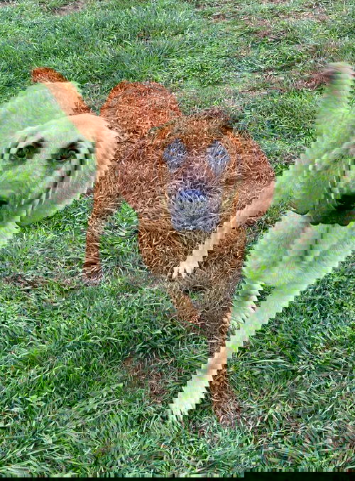 Banjo