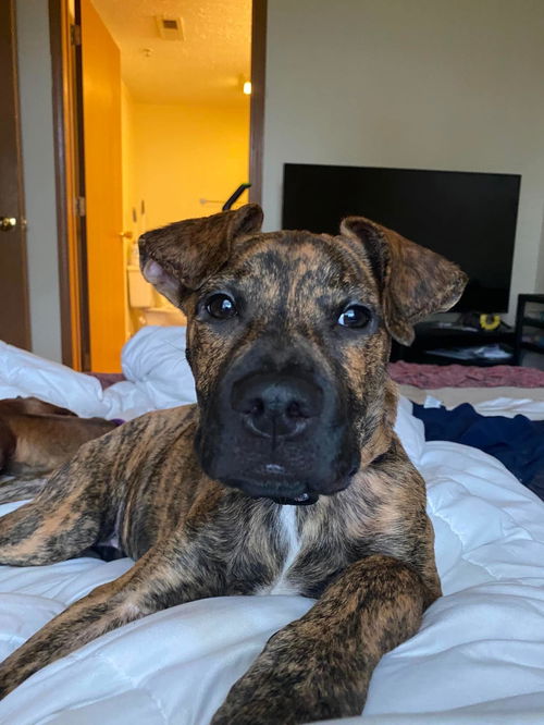 Ember